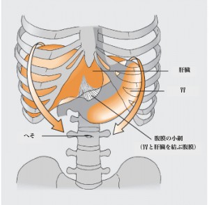 Movement of organs in breathing