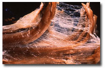 fascia