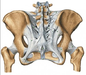 sacrum and ligament