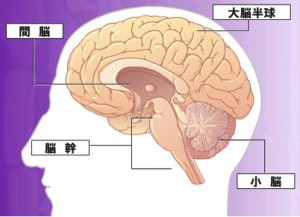 brain structure
